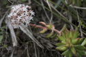 Sedum nussbaumerianum